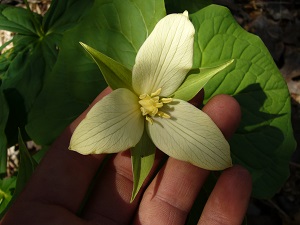trillium erectum var.flavesco ( trille jauni )